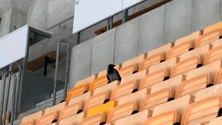 Derby ticinese di hockey ghiaccio, spalti vuoti e in tribuna spunta un ospite: un corvo…e la squadra di casa perde….