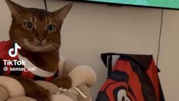 TikTok: il gattino rossonero è viralissimo…